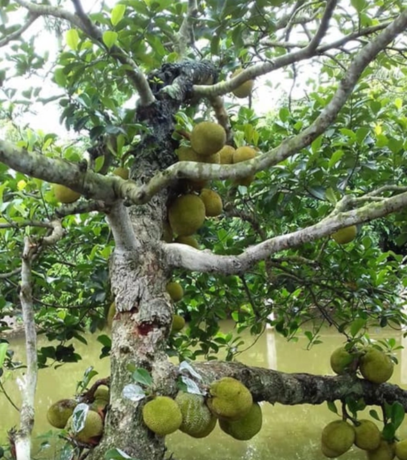 Tuyển tập loạt cây mít vỡ kế hoạch chi chít khiến ai đi ngang cũng thòm thèm - Ảnh 3. Tuyển tập loạt cây mít vỡ kế hoạch chi chít khiến ai đi ngang cũng thòm thèm - Ảnh 3.