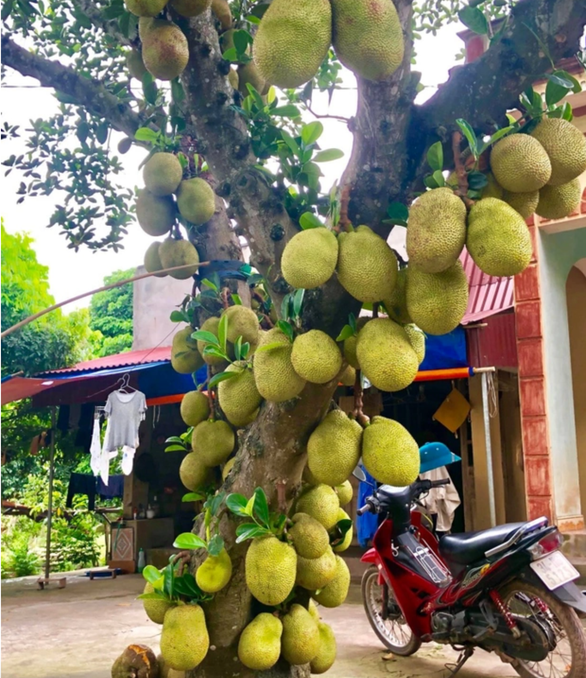 Tuyển tập loạt cây mít vỡ kế hoạch chi chít khiến ai đi ngang cũng thòm thèm - Ảnh 4. Tuyển tập loạt cây mít vỡ kế hoạch chi chít khiến ai đi ngang cũng thòm thèm - Ảnh 4.