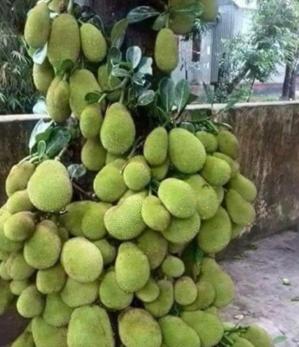 Tuyển tập loạt cây mít vỡ kế hoạch chi chít khiến ai đi ngang cũng thòm thèm - Ảnh 5. Tuyển tập loạt cây mít vỡ kế hoạch chi chít khiến ai đi ngang cũng thòm thèm - Ảnh 5.