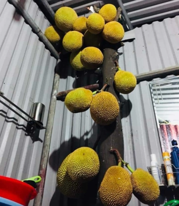 Tuyển tập loạt cây mít vỡ kế hoạch chi chít khiến ai đi ngang cũng thòm thèm - Ảnh 7. Tuyển tập loạt cây mít vỡ kế hoạch chi chít khiến ai đi ngang cũng thòm thèm - Ảnh 7.