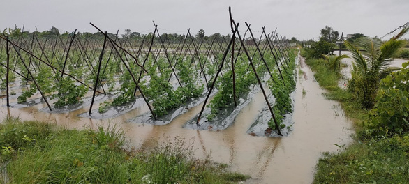 Triều cường gây thiệt hại hàng trăm héc ta lúa, rau màu ở miền Tây - Ảnh 2.