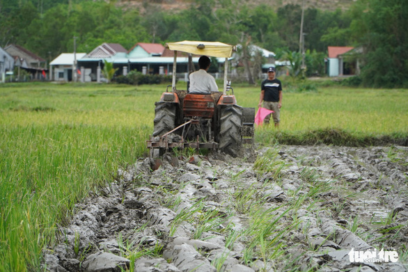 Thú vị xem nông dân xứ Quảng tranh tài cày ruộng - Ảnh 3.