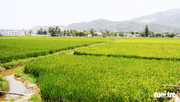 Nha Trang quy hoạch mới, không còn đất trồng lúa, nuôi thủy sản - Ảnh 1.