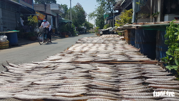 Ngư dân biên giới vào mùa làm khô cá đồng - Ảnh 3.