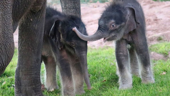 Lần đầu tiên ghi nhận voi sinh đôi trong sở thú - Ảnh 1.