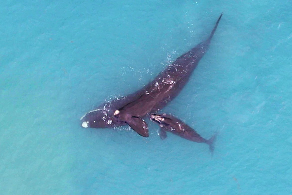 Hy hữu cá voi nhận con nuôi khác loài - Ảnh 2.