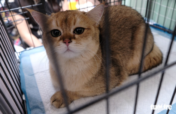 More than 100 cats went to the national beauty contest, some of them nearly... 400 million VND - Photo 1.