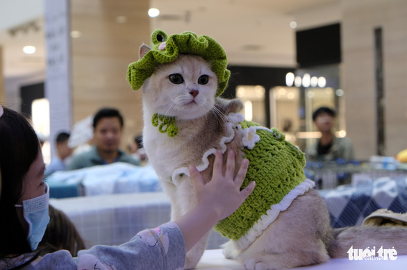 More than 100 cats went to the national beauty contest, some of them nearly... 400 million VND - Photo 2.