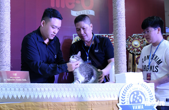 More than 100 cats went to the national beauty contest, some of them nearly... 400 million VND - Photo 3.