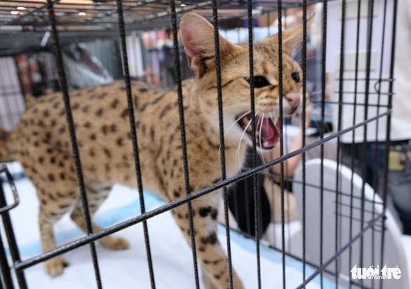 More than 100 cats went to the national beauty contest, some of them nearly... 400 million VND - Photo 4.