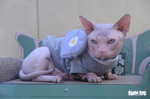 More than 100 cats went to the national beauty contest, some of them nearly... 400 million VND - Photo 5.
