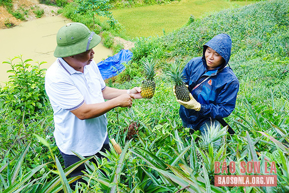 Mùa dứa ngọt - Ảnh 3.