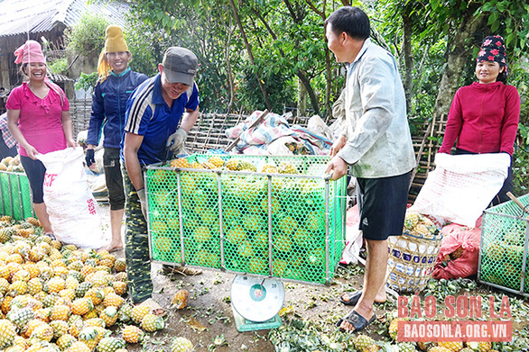 Mùa dứa ngọt - Ảnh 4.