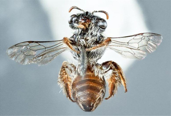 Loài ong mới kỳ lạ với khuôn mặt như mõm chó - Ảnh 1.