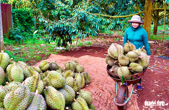 Bộ Nông nghiệp lo nông dân chặt cà phê, hồ tiêu để trồng sầu riêng - Ảnh 1.