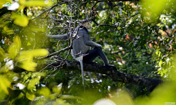 Phát hiện 10 đàn Voọc chà vá chân xám thuộc sách đỏ Việt Nam và IUCN ở vùng núi Quảng Ngãi - Ảnh 1.