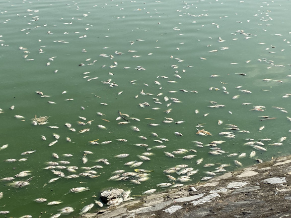 Hàng tấn cá chết trắng hồ điều hòa ở Hải Phòng, nghi nước bị nhiễm mặn - Ảnh 1.