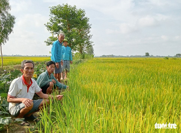 Nông dân miền Tây phấn khởi thu hoạch vụ Thu Đông 2022 - Ảnh 4.