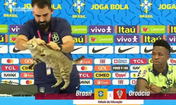 Ảnh vui 10-12: Chú mèo tiên tri dự đoán trúng phóc vận mệnh tuyển Brazil - Ảnh 1.