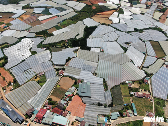 Lâm Đồng chi hơn 178 tỉ đưa nhà kính ra khỏi nội ô Đà Lạt - Ảnh 1.