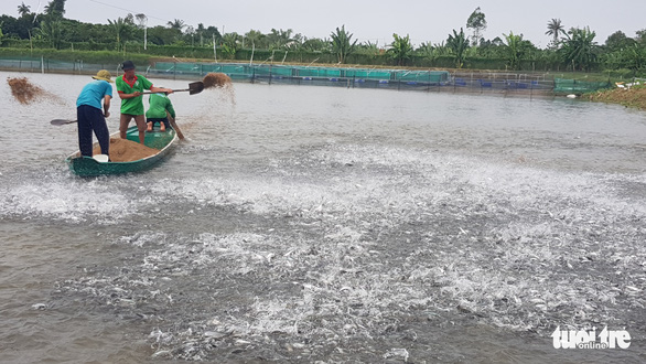 Toàn cảnh cá tra từ ương giống đến nuôi, xuất khẩu và chế biến lên bàn ăn - Ảnh 5.