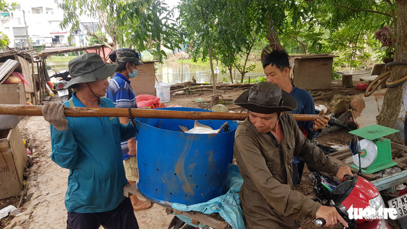 Toàn cảnh cá tra từ ương giống đến nuôi, xuất khẩu và chế biến lên bàn ăn - Ảnh 19.