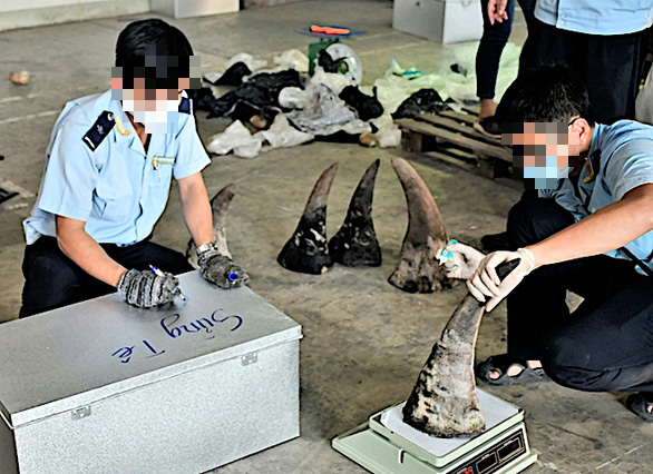 Lập công ty ma để buôn lậu gần 10 tấn ngà voi, xương sư tử, vảy tê tê, sừng tê giác - Ảnh 1. Lập công ty ma để buôn lậu gần 10 tấn ngà voi, xương sư tử, vảy tê tê, sừng tê giác - Ảnh 1.