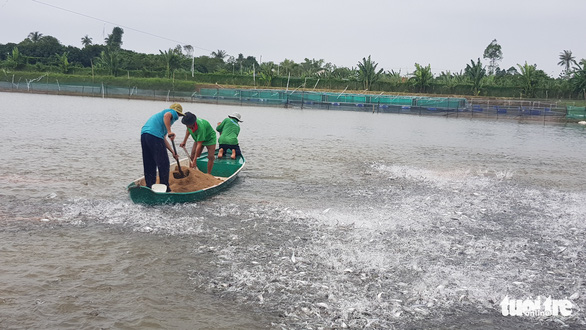 Cá tra cần hướng về thị trường nội địa, giảm áp lực xuất khẩu - Ảnh 3.