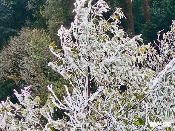 Nhiệt độ dưới 0 độ C, băng tuyết phủ trắng cây cối ở miền Tây Nghệ An - Ảnh 3.