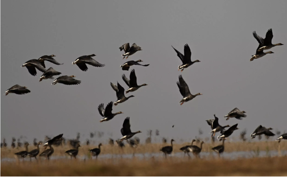 Trung Quốc cân nhắc xây đập giữ nước cho hồ Bà Dương, đe dọa nửa triệu chim trời - Ảnh 5.