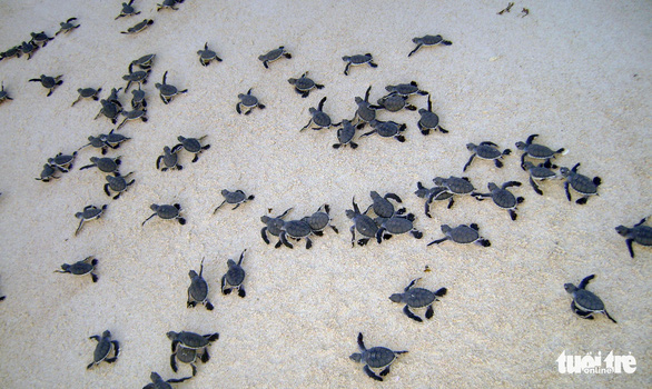 Côn Đảo - ‘ngôi nhà’ an toàn của rùa biển - Ảnh 6.