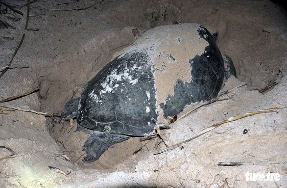 Côn Đảo - ‘ngôi nhà’ an toàn của rùa biển - Ảnh 1.
