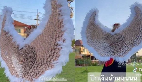 Chi 1,3 tỉ đồng làm đôi cánh thiên thần bằng tiền thật tặng người yêu - Ảnh 2. Chi 1,3 tỉ đồng làm đôi cánh thiên thần bằng tiền thật tặng người yêu - Ảnh 2.