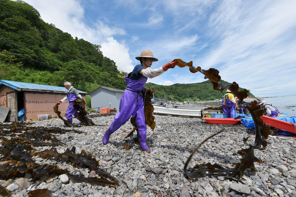 Ngư dân Hokkaido phát triển thảm tảo biển nhân tạo - Ảnh 1.