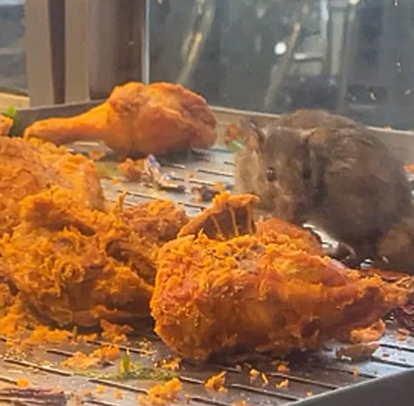 Video chuột ăn gà rán trong tủ nhà hàng ở Malaysia gây xôn xao  - Ảnh 1.