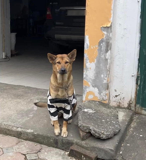 Cô chó được thay loạt outfit hàng hiệu cực yêu giữa trời đông - Ảnh 4. Cô chó được thay loạt outfit hàng hiệu cực yêu giữa trời đông - Ảnh 4.