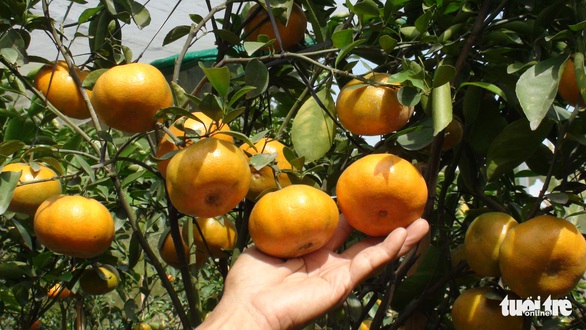 Sắp diễn ra Tuần lễ du lịch TP Sa Đéc và Lễ hội quýt hồng tại Đồng Tháp - Ảnh 2. Sắp diễn ra Tuần lễ du lịch TP Sa Đéc và Lễ hội quýt hồng tại Đồng Tháp - Ảnh 2.