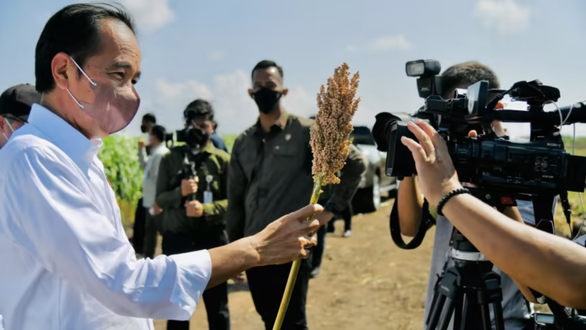 Indonesia chọn cao lương thay thế gạo, lúa mì - Ảnh 1.