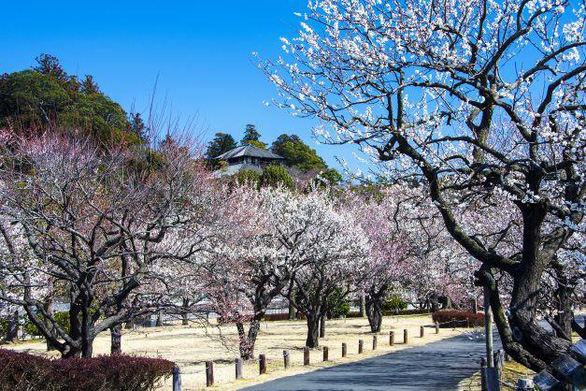 Thưởng lãm ba sắc hoa anh đào tuyệt đẹp ở Fukushima, Nhật Bản - Ảnh 1.