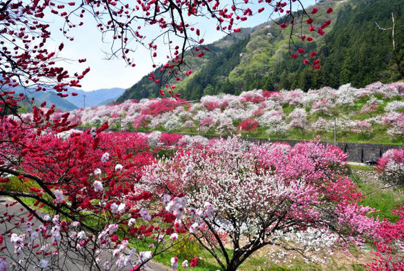 Thưởng lãm ba sắc hoa anh đào tuyệt đẹp ở Fukushima, Nhật Bản - Ảnh 4.