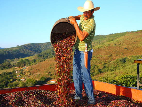 EU cấm nhập khẩu các sản phẩm cà phê, ca cao có xuất xứ do phá rừng - Ảnh 1.
