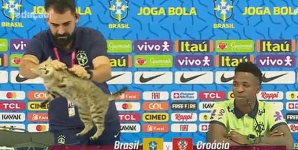 Chú mèo điệp viên phá đám tuyển Brazil ngay trong buổi họp báo - Ảnh 1.