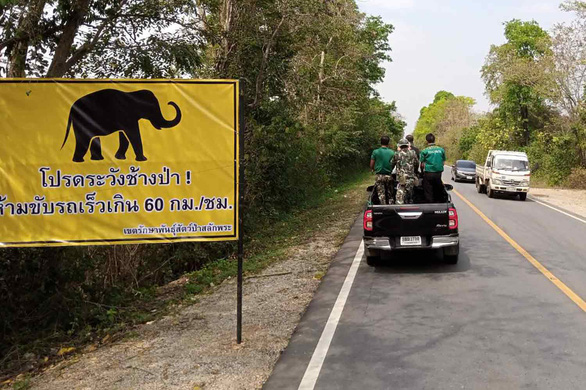 Thái Lan: Bị phạt tù nếu gây tai nạn cho voi trên đường cao tốc - Ảnh 1.
