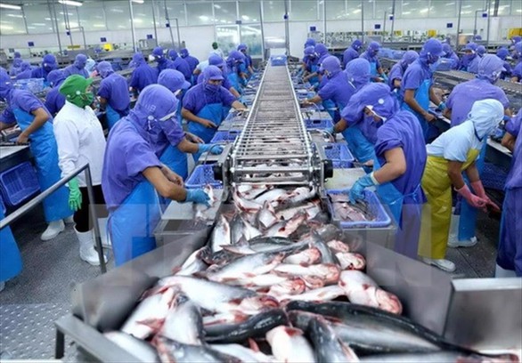 Chế biến cá tra xuất khẩu - Ảnh: Vasep