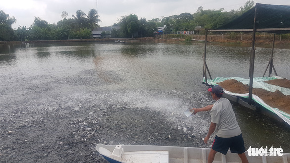 Giá cá tra tăng mạnh, người nuôi thắng lớn - Ảnh 2.