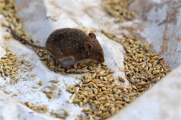 Nhà khoa học Trung Quốc đưa thêm bằng chứng biến thể Omicron bắt nguồn từ chuột - Ảnh 1.