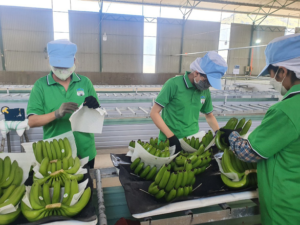 Xuất khẩu chuối Việt Nam sang Trung Quốc tăng mạnh