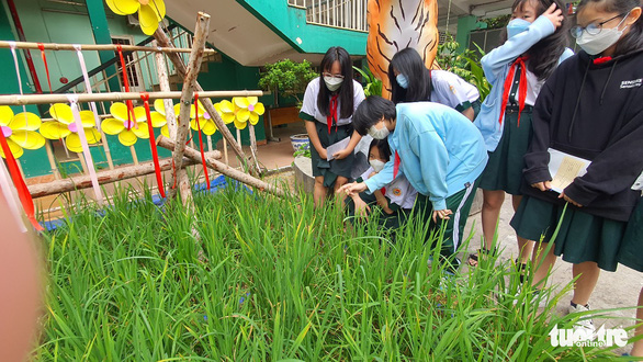 Ruộng lúa vào sân trường, học sinh thành phố hào hứng trải nghiệm - Ảnh 1.
