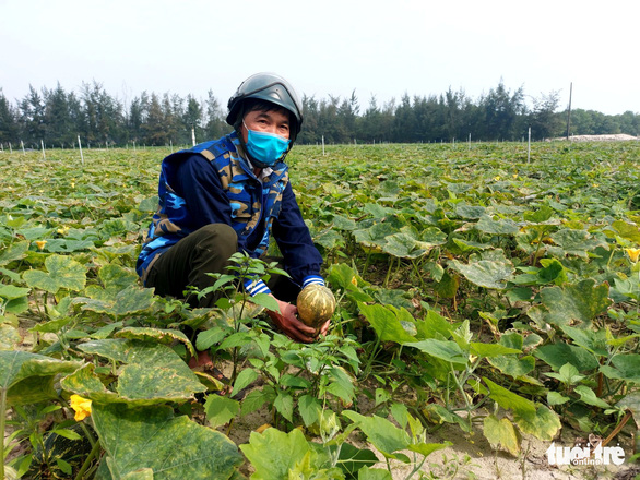 Hái ra tiền trên dải cát ven biển bạc màu - Ảnh 1.