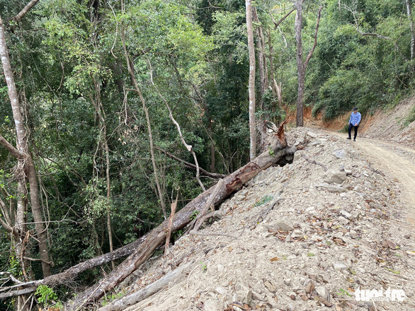 Đề nghị Bộ Quốc phòng điều tra hình sự vụ phá rừng đặc dụng làm đường Trường Sơn Đông - Ảnh 2.